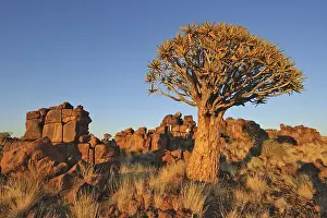 Quiver Tree (Aloe dichotoma) after sunset in the Quiver Tree forest at the Garas Camp