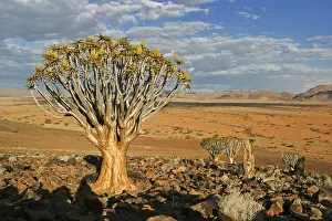 Quiver tree or Kokerboom (Aloe dichotoma)