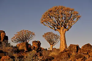 Quiver treeforest (Aloe dichotoma)