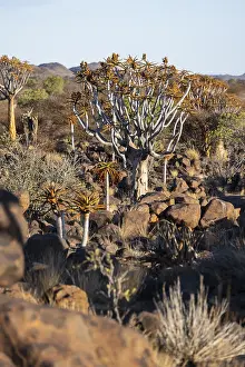 Framed Print : Quiver trees (Aloe dichotoma) in the quiver tree forest