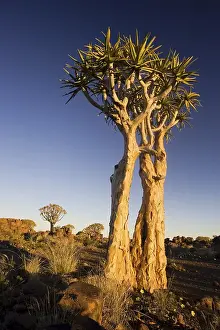 Quiver trees (Aloe dichotoma), Quiver tree forest Garaspark