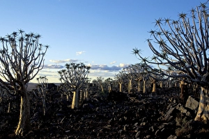 Quivertree forest Keetmanshoop Namibia Aloe dichotoma