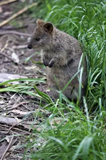 Quokka (Setonix brachyurus), adult