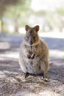 Quokka (Setonix brachyurus), Rottnest Island
