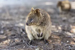 Quokka (Setonix brachyurus), Rottnest Island