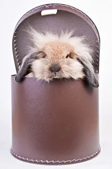Rabbit in a carton