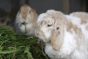 Rabbit (cuniculus), pet, two, portrait