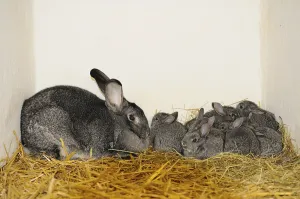 A rabbit family, mother and her young
