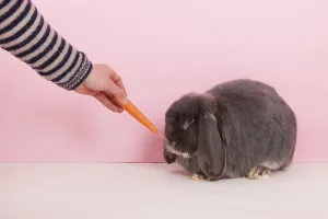 Rabbit French lop eating fresh carrot on pink background