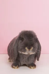 Rabbit French lop on pink background