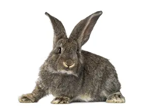 Rabbit, isolated on white