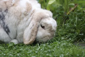 Rabbit (Oryctolagus cuniculus)