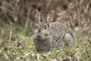 Rabbit (Oryctolagus cuniculus) adult animal eating grass