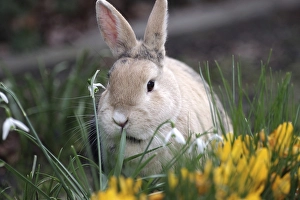 Rabbit (Oryctolagus cuniculus domestica)