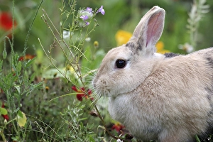 Rabbit (Oryctolagus cuniculus domestica)