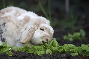 Rabbit (Oryctolagus cuniculus domestica)