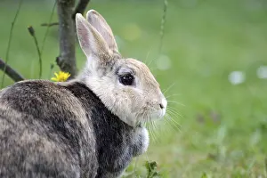 Rabbit (Oryctolagus cuniculus domestica)