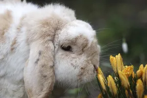 Rabbit (Oryctolagus cuniculus domestica)