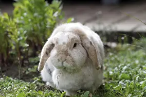 Rabbit (Oryctolagus cuniculus domestica)