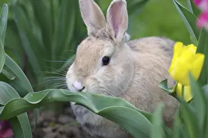 Rabbit (Oryctolagus cuniculus domestica)