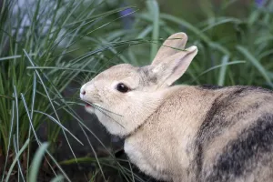 Rabbit (Oryctolagus cuniculus domestica)