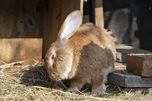 Rabbit (Oryctolagus cuniculus forma domestica)