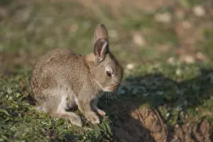 Rabbit (Oryctolagus cuniculus) juvenile baby bunny wild mammal resting by its burrow in the countryside in spring
