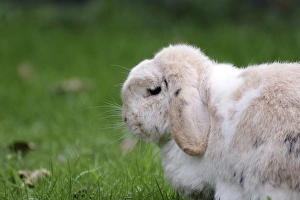 Rabbit, ram rabbit, floppy ears