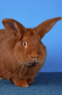 Rabbit, Red New Zealander rabbit
