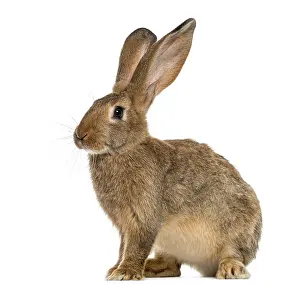 Rabbit sitting in front of a white background