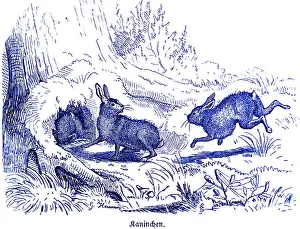 Three rabbits in front of the cave