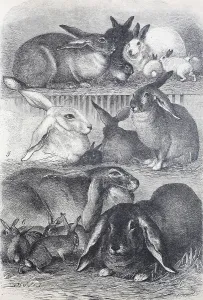 Rabbits and hares, stable hare