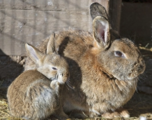 Rabbits, Hohe Wand, Lower Austria
