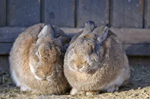 Rabbits, Hohe Wand, Lower Austria