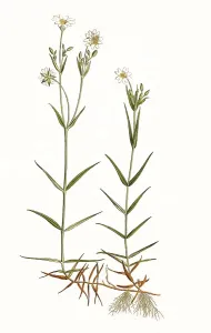 Rabelera holostea, known as greater stitchwort