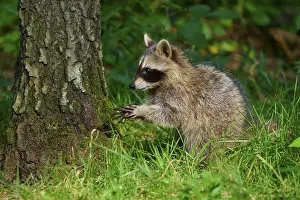A raccoon is carefully examining the environment on a tree in the forest