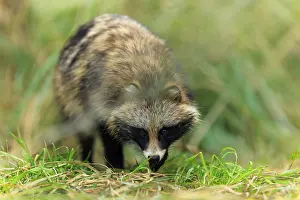 A raccoon dog in the grass, well camouflaged and curiously looking down