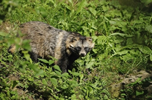 Raccoon dog hidden in the middle of dense grass and bushes
