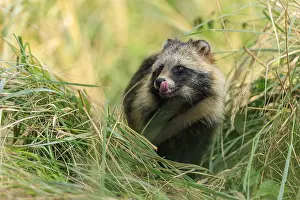 Category Wildlife DE Prints: A raccoon dog licks its snout and is surrounded by grass
