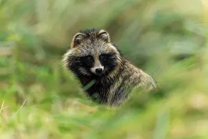 A raccoon dog looks through the grasses and looks alert