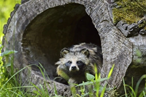 Raccoon Dog (Nyctereutes procyonoides)