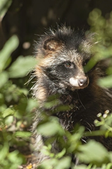 Raccoon dog (Nyctereutes procyonoides)