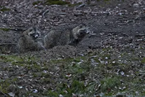The raccoon dog (Nyctereutes procyonoides) on the right is the male