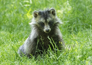 Raccoon dog (Nyctereutes procyonoides) sitting in a meadow