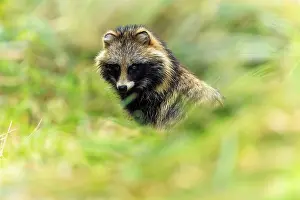 A raccoon dog partly hides in the grass and looks out