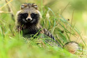 A raccoon dog sits in the grass and looks intently at the camera