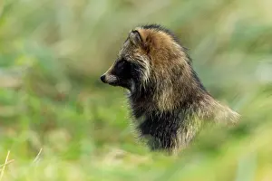 A raccoon dog sits in profile and looks into the distance