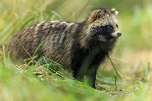 A raccoon dog stands alert in the grass looking into the distance