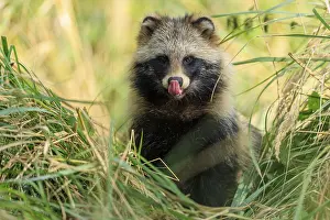 Category Wildlife DE Prints: A raccoon dog sticks out its tongue and sits in tall grass