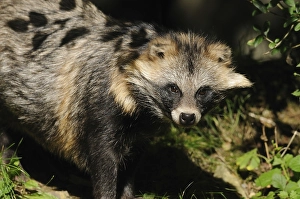 Raccoon dog in sunlight with dense